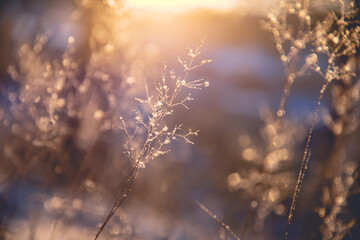 英语单词 关于动物