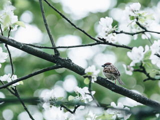 英语单词 关于动物